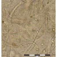 Gloeothece membranacea