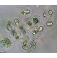 Gloeothece membranacea