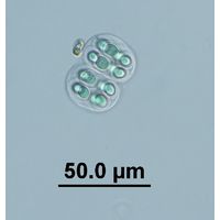 Gloeothece membranacea