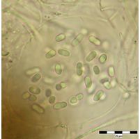 Gloeothece opalothecata