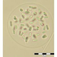 Gloeothece opalothecata