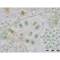 Gloeothece tepidariorum