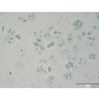Gloeothece tepidariorum