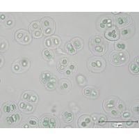 Gloeothece tepidariorum