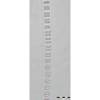 Johannesbaptistia pellucida