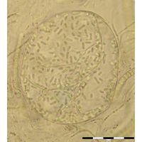 Lemmermanniella uliginosa