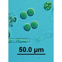 Limnococcus limneticus 
