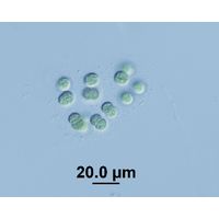 Limnococcus limneticus