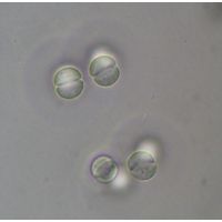 Limnococcus limneticus