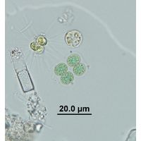 Limnococcus limneticus