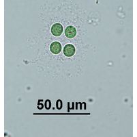 Limnococcus limneticus