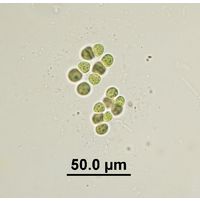 Limnococcus limneticus