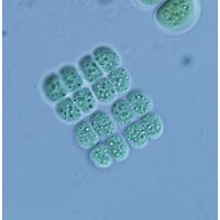 Merismopedia angularis