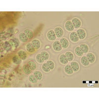 Merismopedia elegans