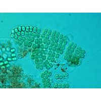 Merismopedia glauca