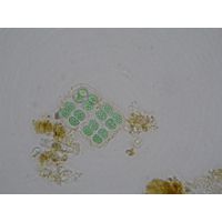 Merismopedia glauca