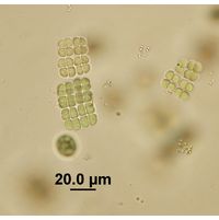 Merismopedia sphagnicola
