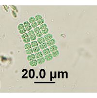 Merismopedia sphagnicola