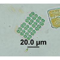 Merismopedia sphagnicola
