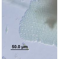 Merismopedia revoluta