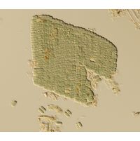 Microcrocis geminata