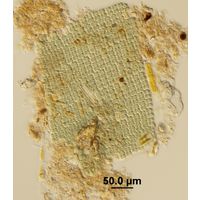 Microcrocis geminata
