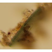 Microcrocis geminata