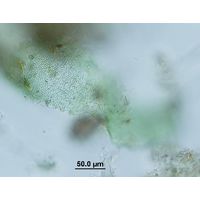 Microcrocis geminata