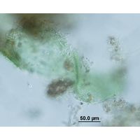 Microcrocis geminata