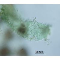 Microcrocis geminata