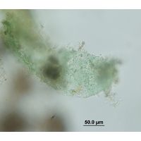 Microcrocis geminata
