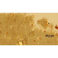Microcrocis geminata