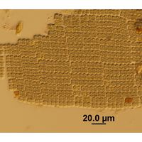 Microcrocis geminata