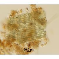 Microcrocis geminata