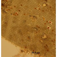 Microcrocis geminata