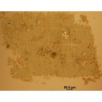 Microcrocis geminata