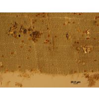 Microcrocis geminata