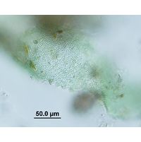 Microcrocis geminata