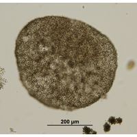 Microcystis flos-aque