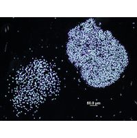 Microcystis flos-aque