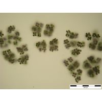 Microcystis viridis