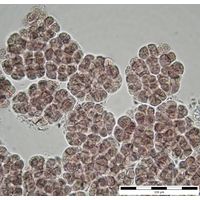 Myxosarcina 