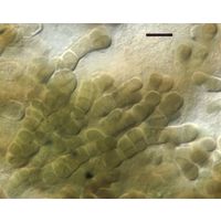 Pleurocapsa minor