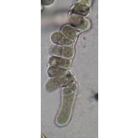 Pleurocapsa