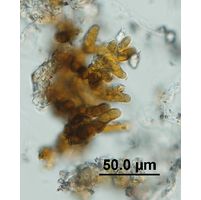 Pleurocapsa brevissima