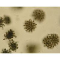 Radiocystis geminata