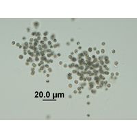 Rradiocystis geminata
