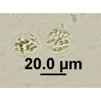 Rhabdogloea linearis