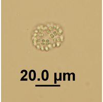 Snowella litoralis