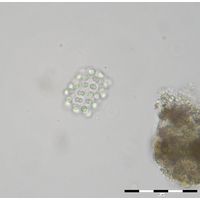 Snowella litoralis